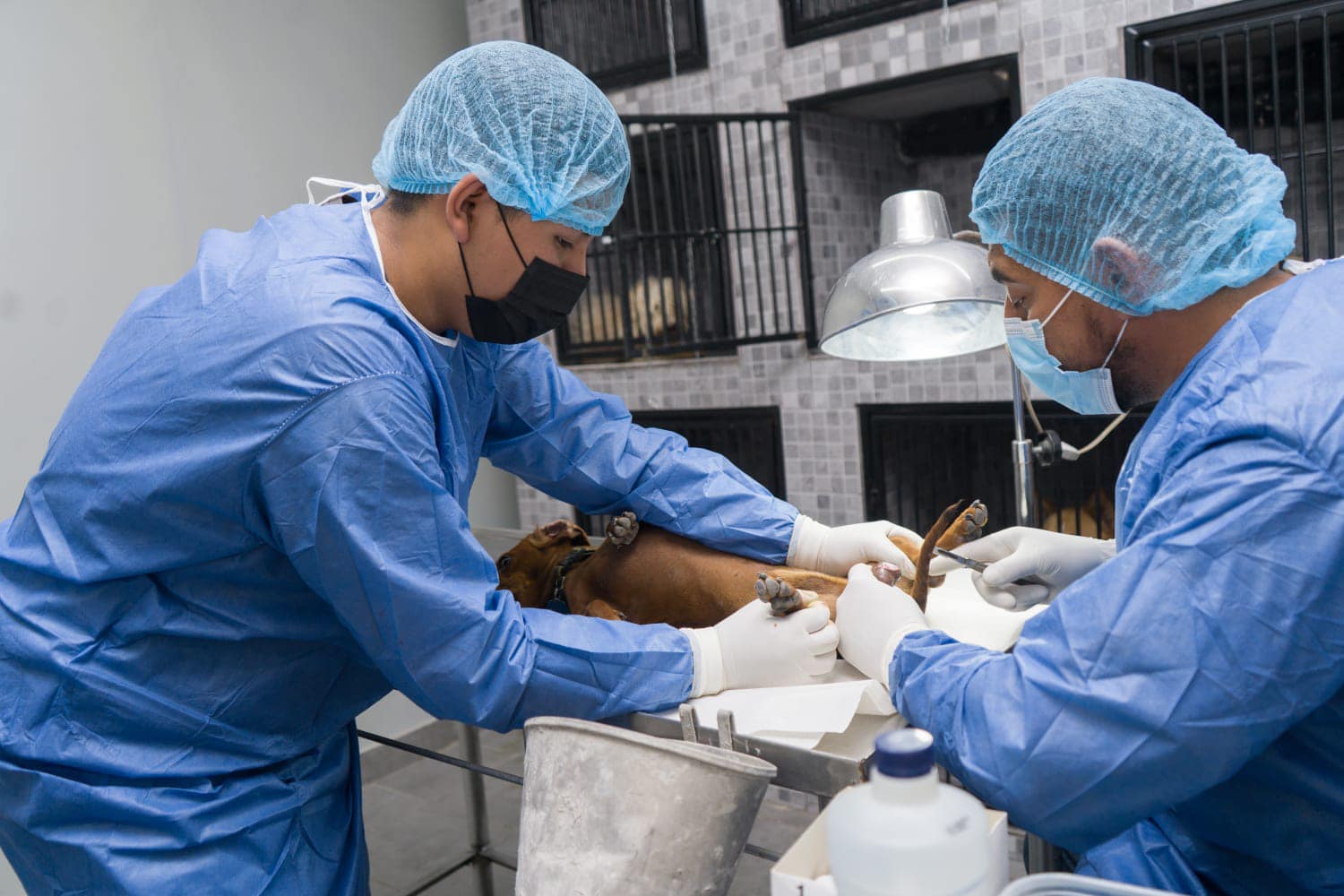 Avanza con éxito jornada de esterilización canina y felina